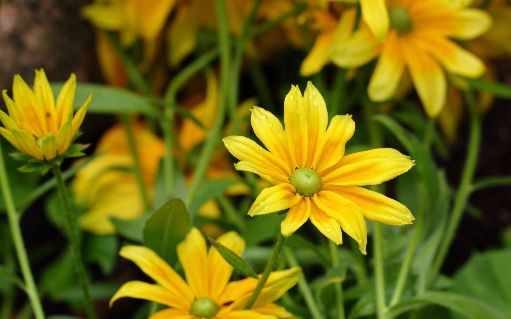 flowers, yellow rudbeckia, dew drops, leaves, herbs