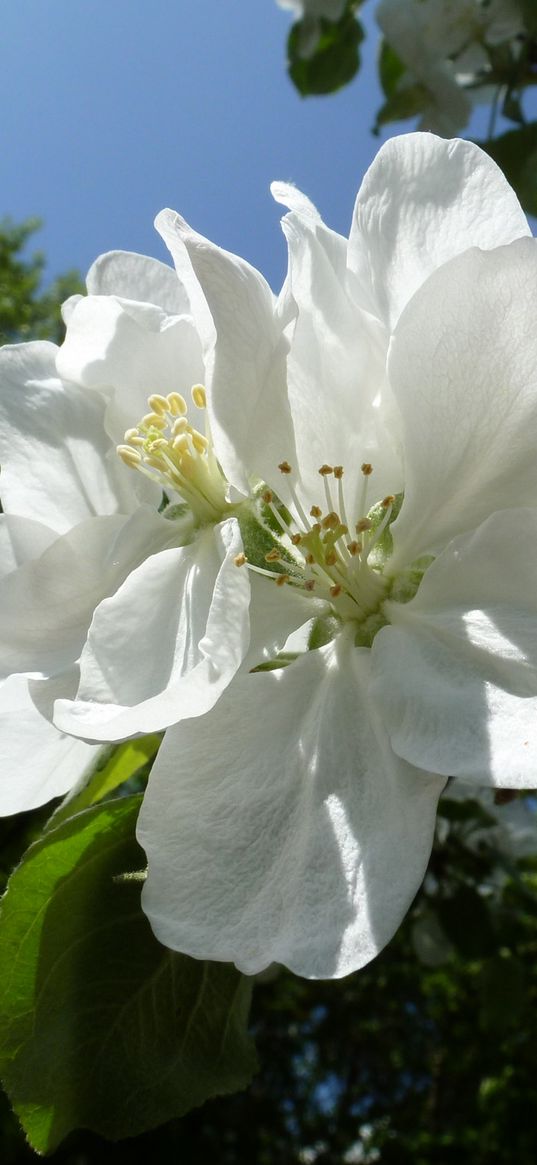 apple, flowers, may, kharkov