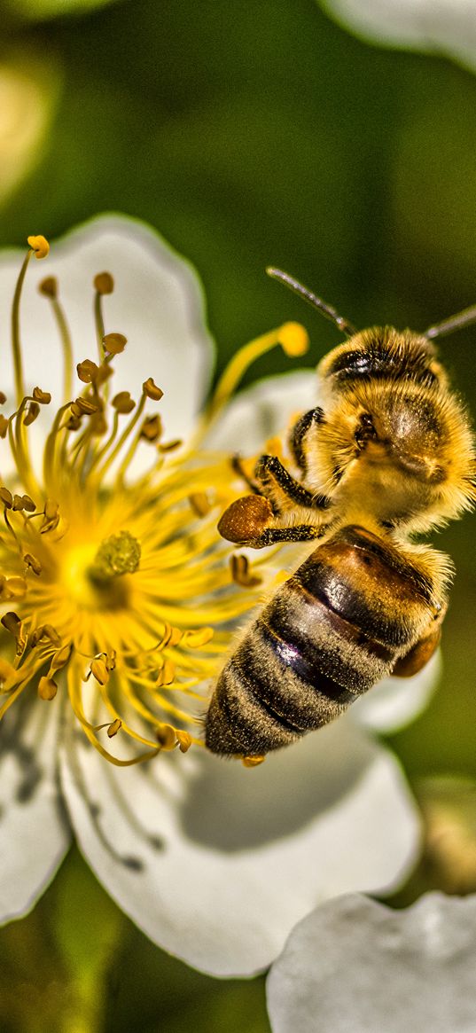 bee, flower, pollen, macro, spring