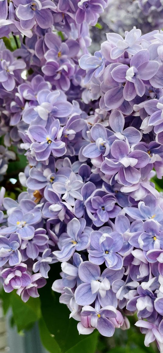 lilac, flowers, branch, petals, flowering