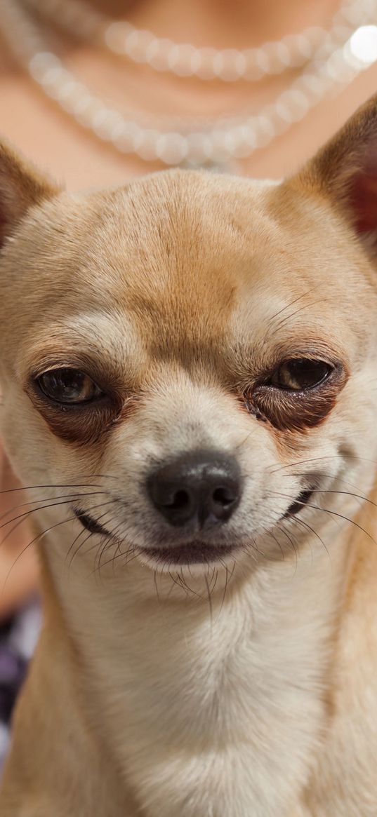 chihuahua, dog, animal, smile