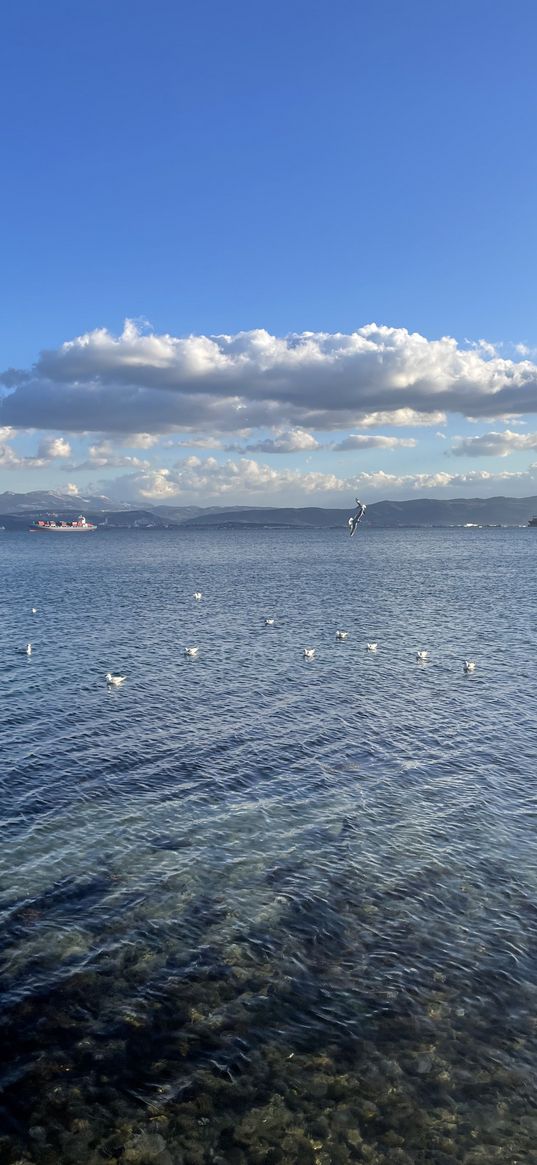 sea, seagulls, birds, sky, city