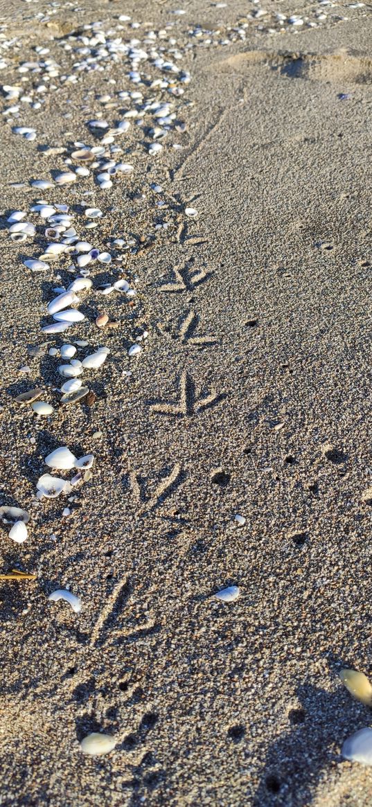 beach, sand, shells, footprints