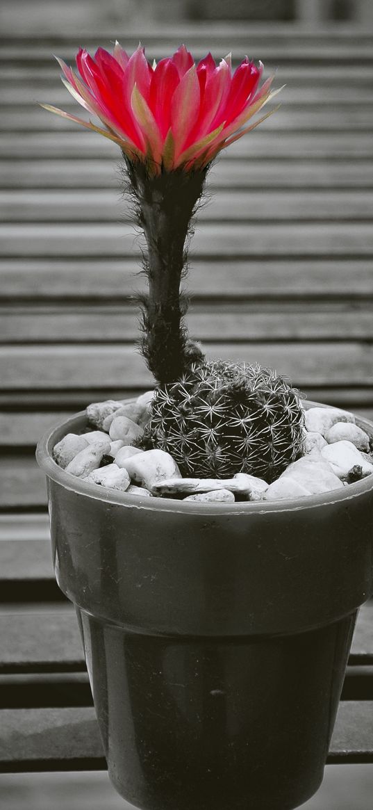 cactus, pot, flower