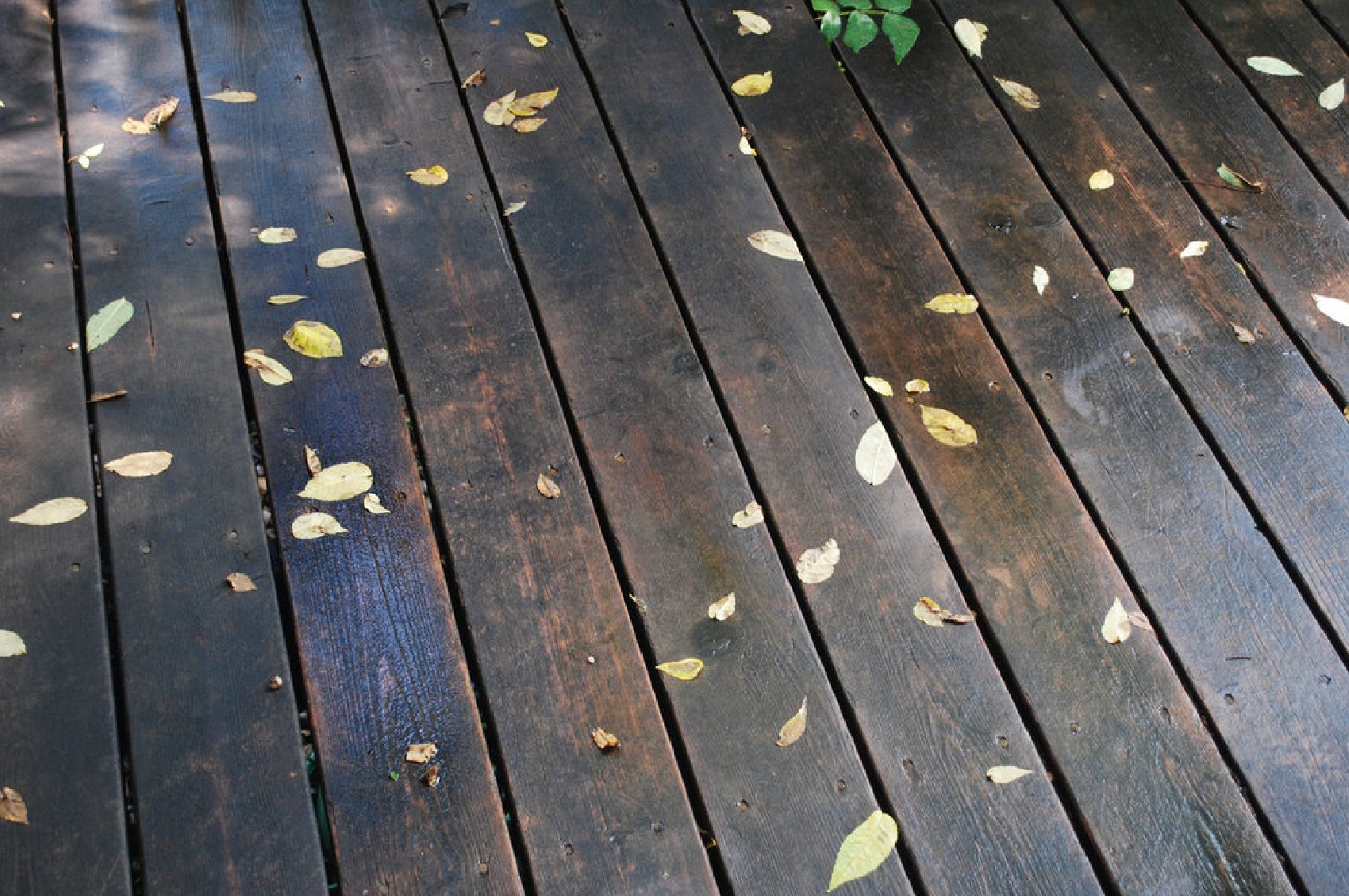 morning, floors, rain, leaves, autumn