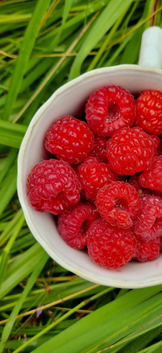 raspberries, summer, berries, nature, fruits, food