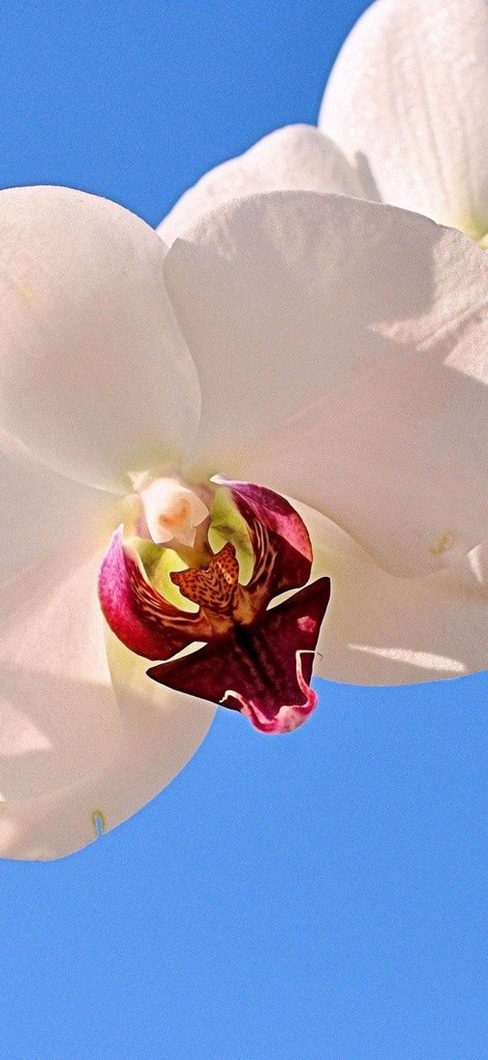 orchid, plant, grass, stalk