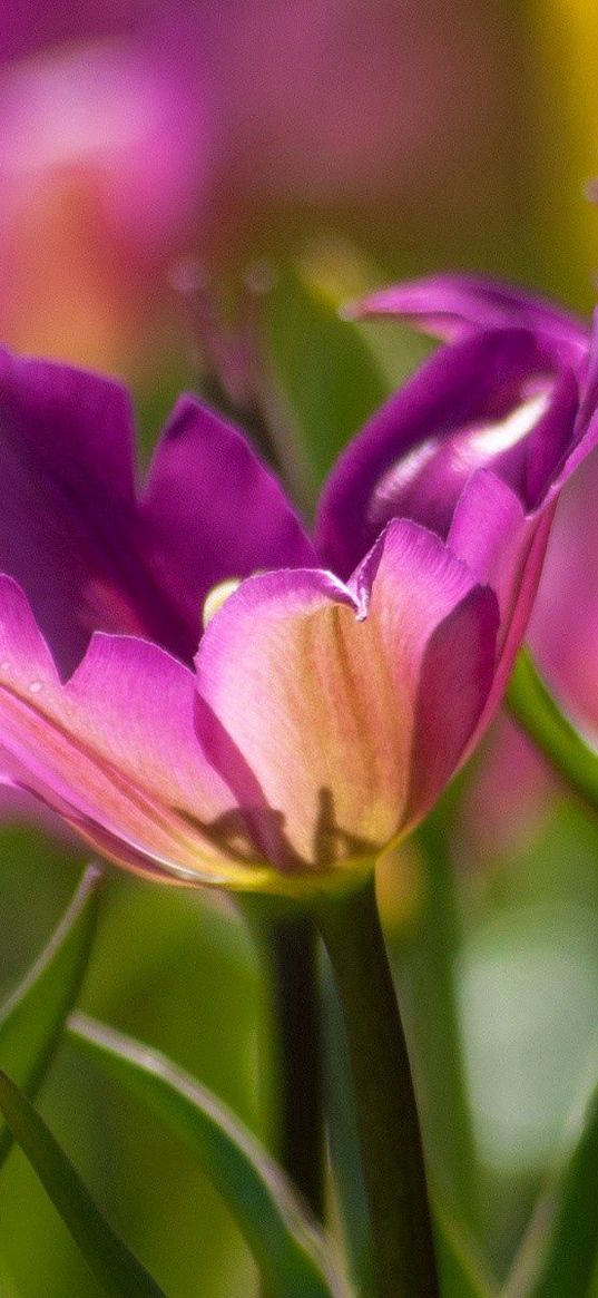 stalk, plants, grass, petals