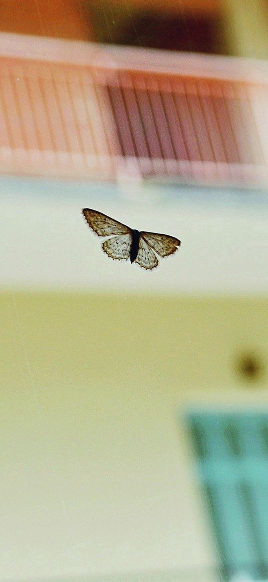 butterflies, flying, background, blur, insect