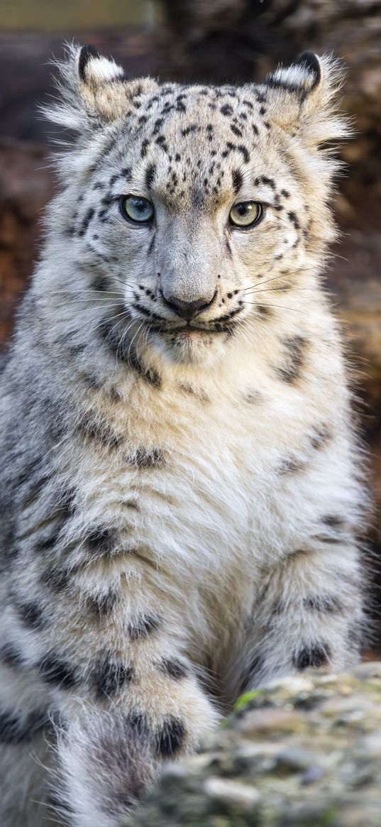 snow leopard, kitten, animal, wild, white