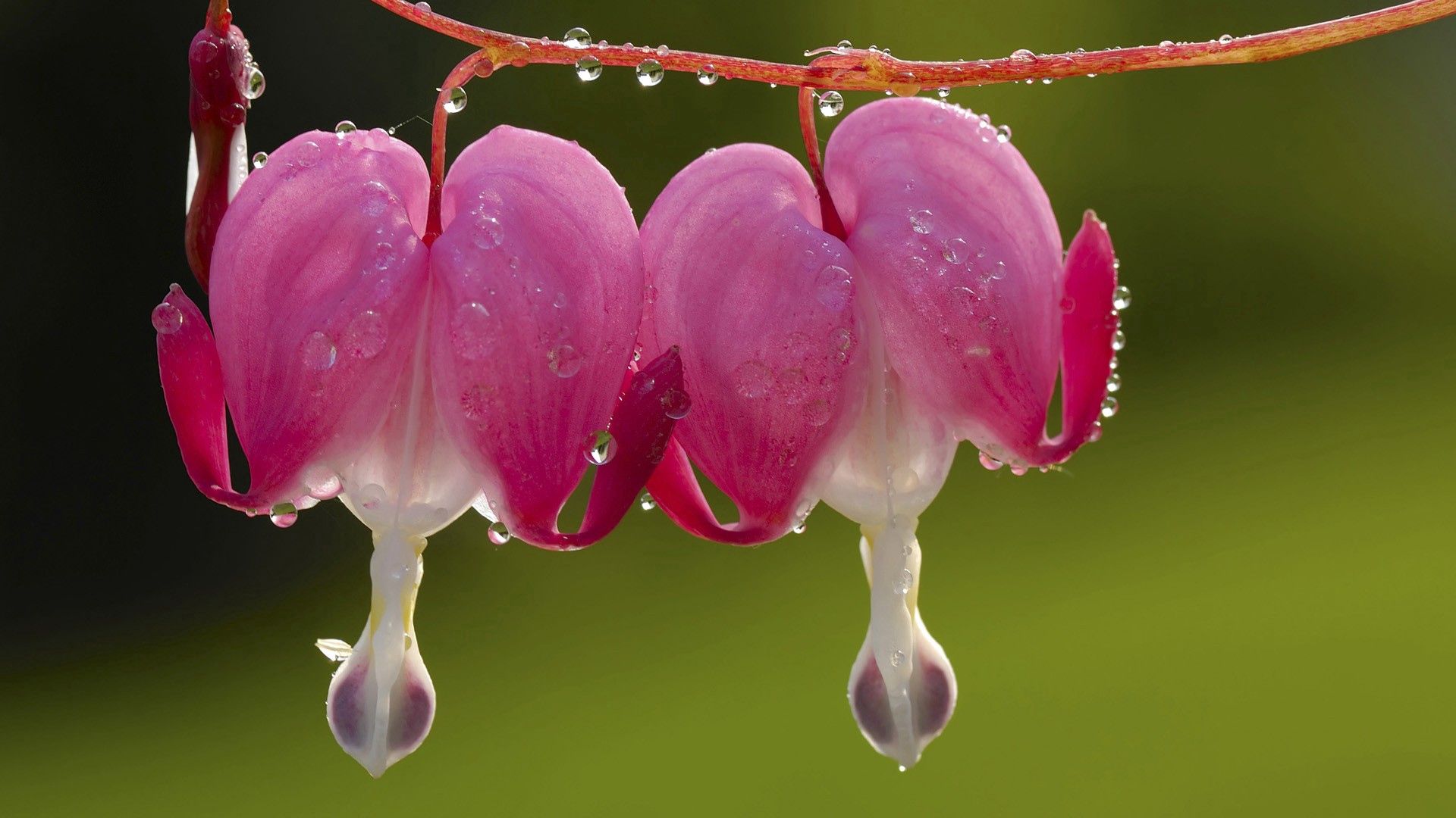 flower, droplet, steam, plant