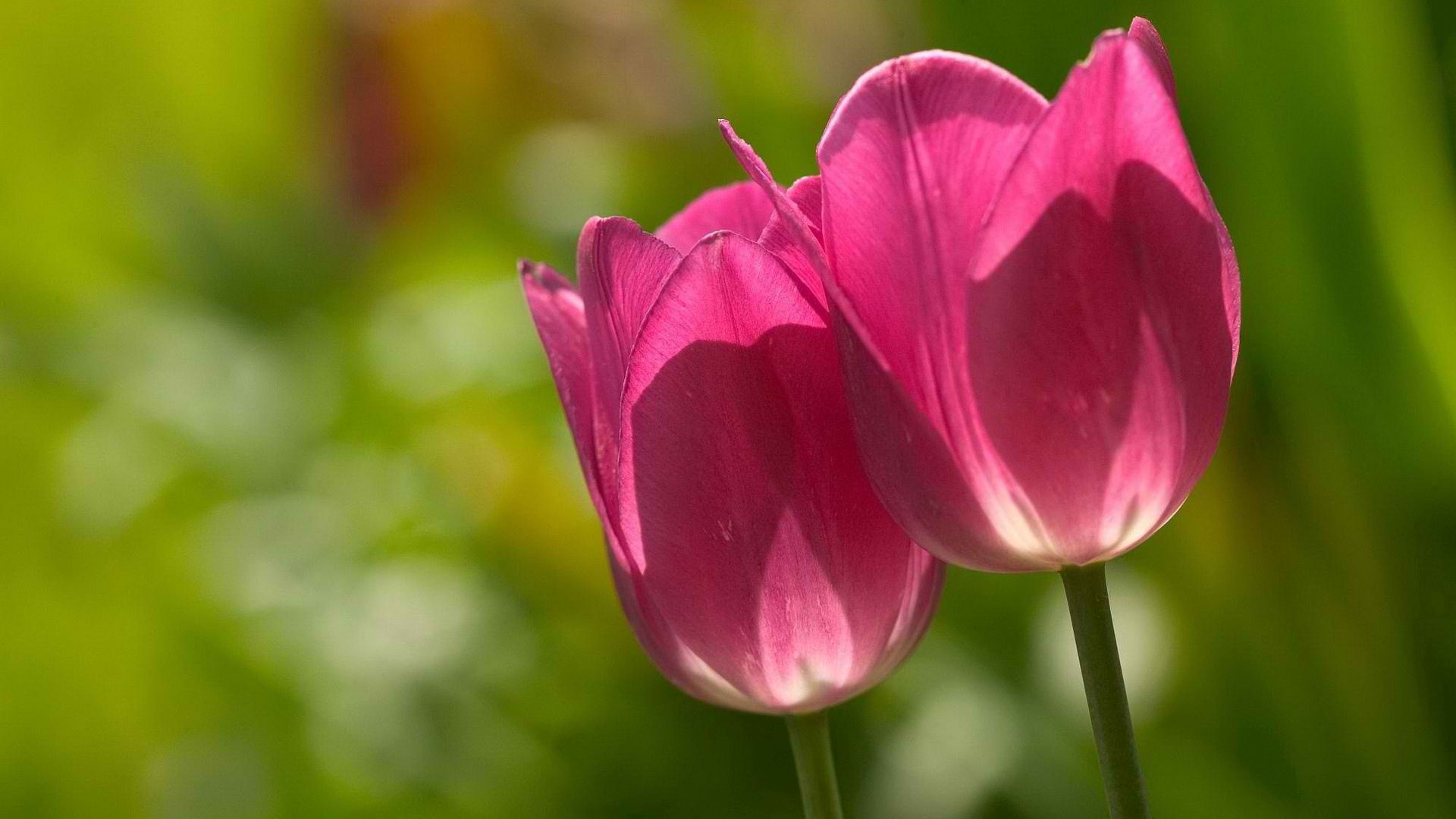 tulips, plant, stalk