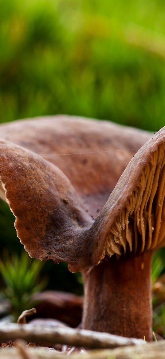 fungi, grass, plant