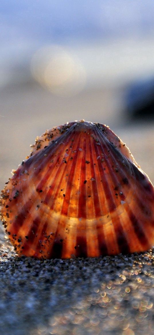 seashells, sand, light