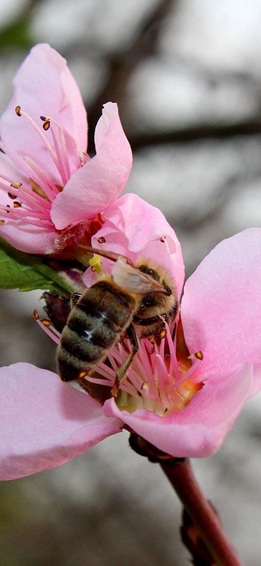 spring, peach, bee