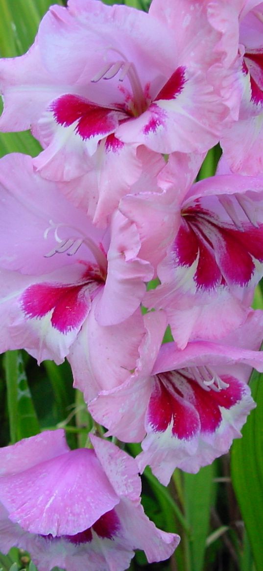 gladiolus, flowers, leaves