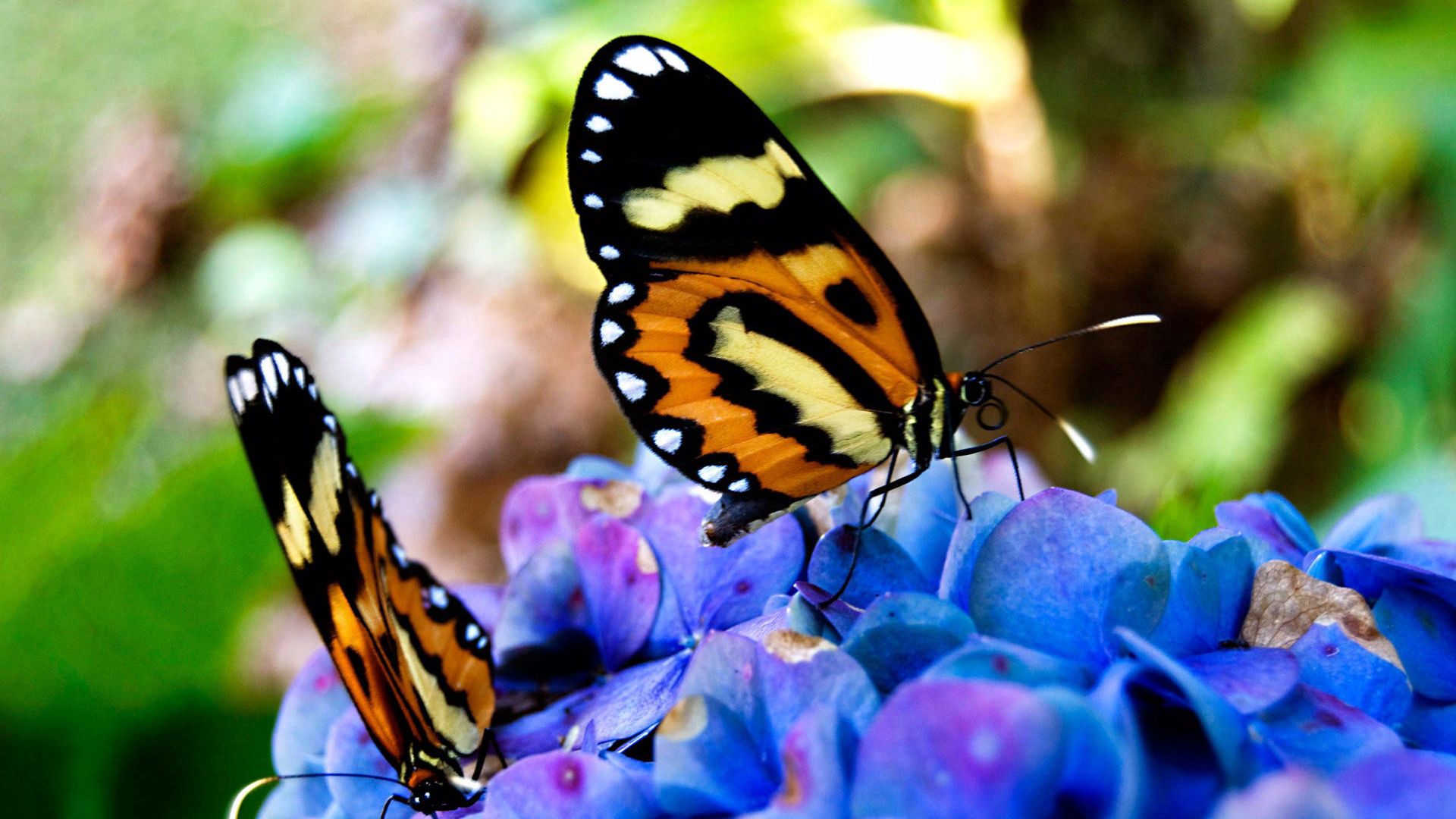 beautiful, flowers, sit, butterflies