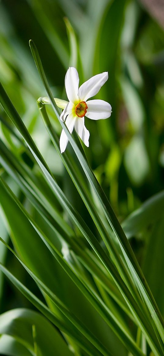 narcissus, green, close-up