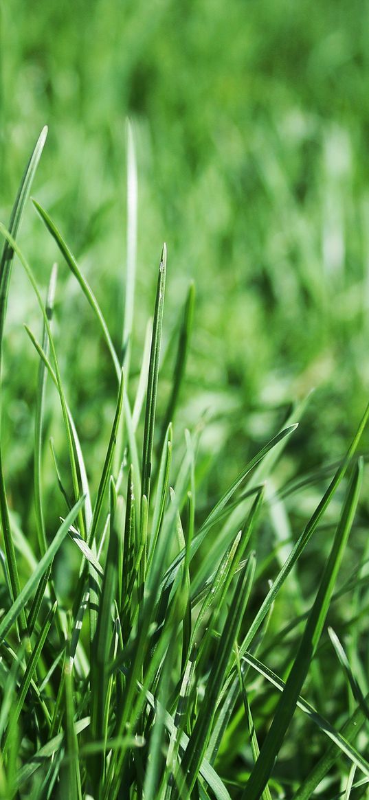 grass, flora, close-up