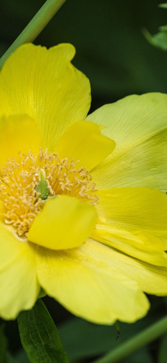 flower, plant, flora