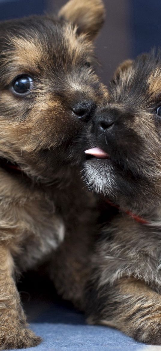 puppies, couple, tenderness, dogs