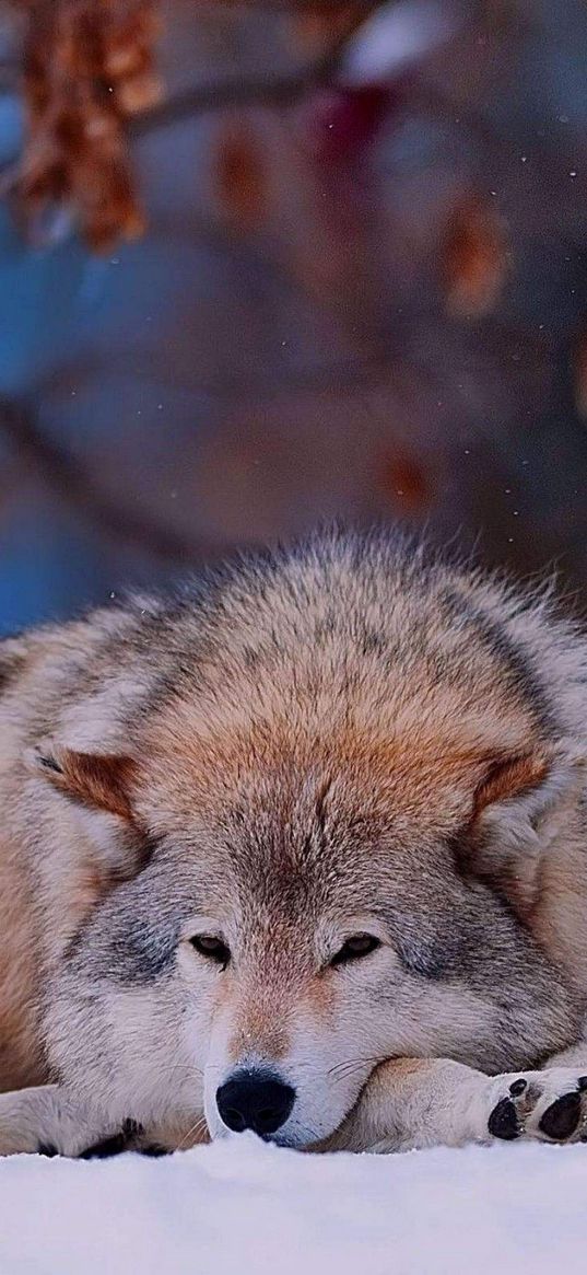 wolf, down, sad, dog