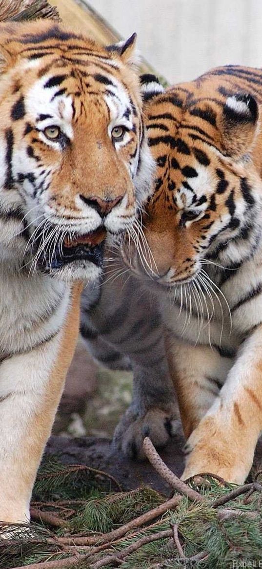 tigers, pair, predators