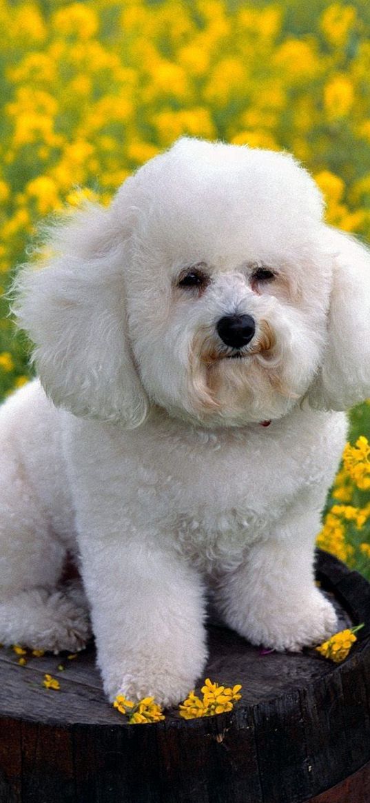 dog, grass, flowers, poodle