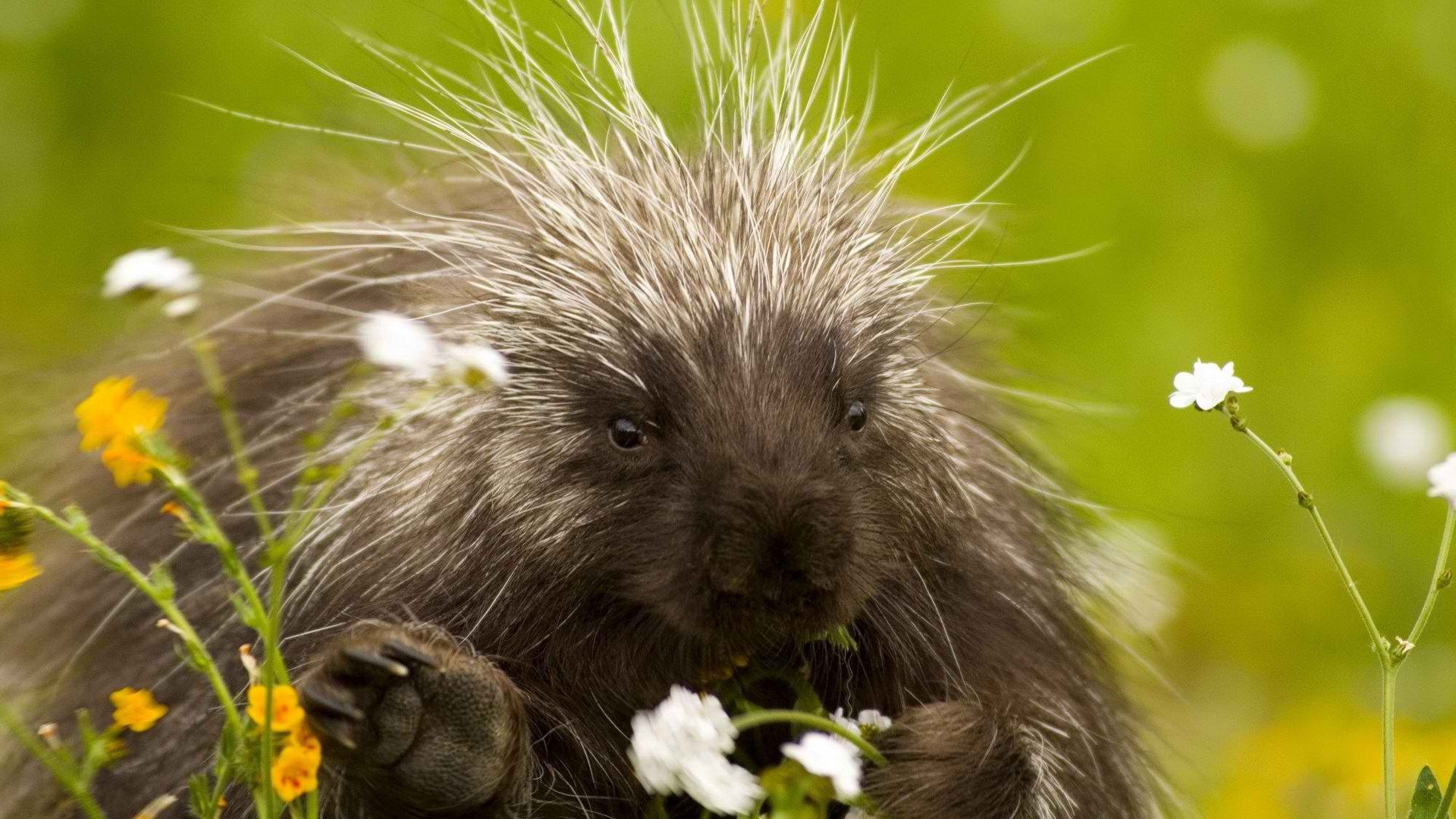 porcupine, quills, grass