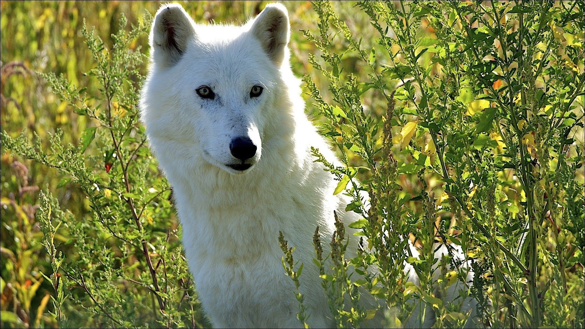 dogs, wolves, grass, muzzle, eyes