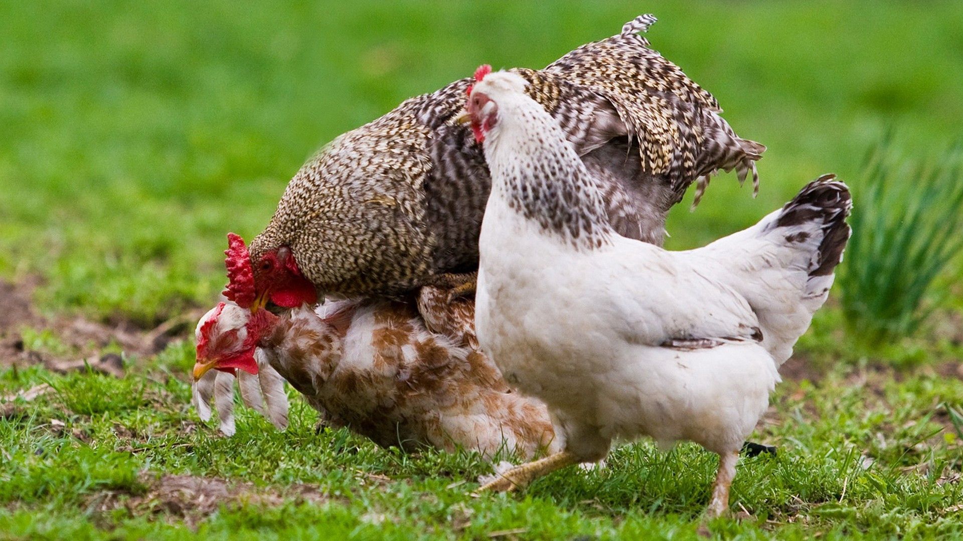 chicken, grass, walk