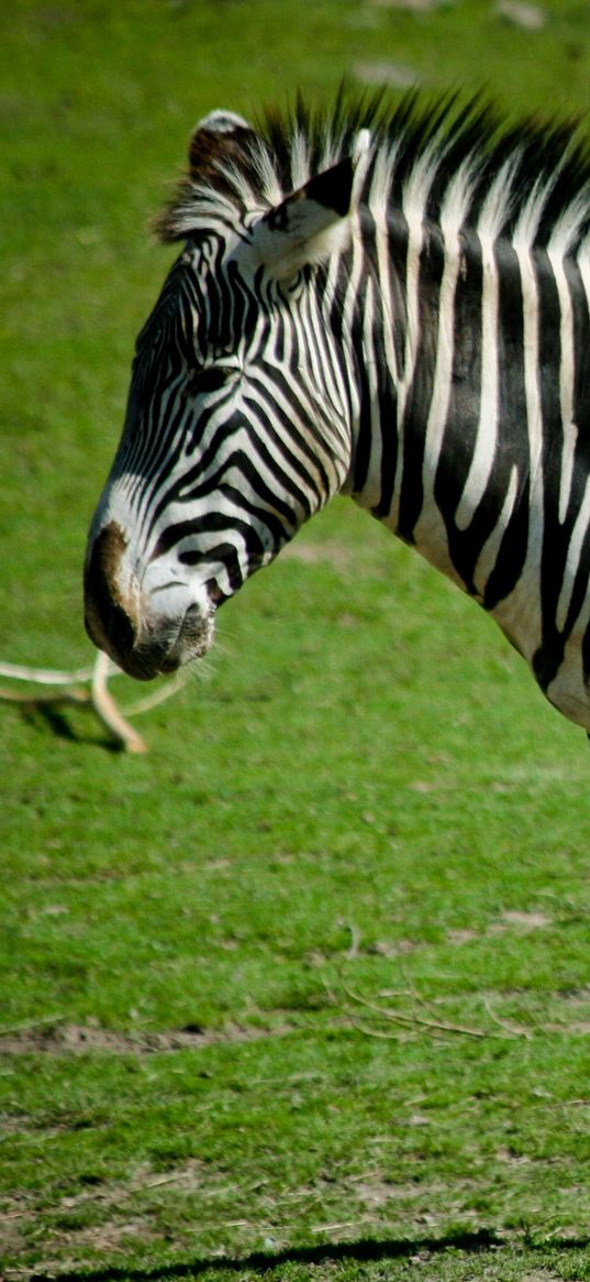 zebra, grass, stand, striped