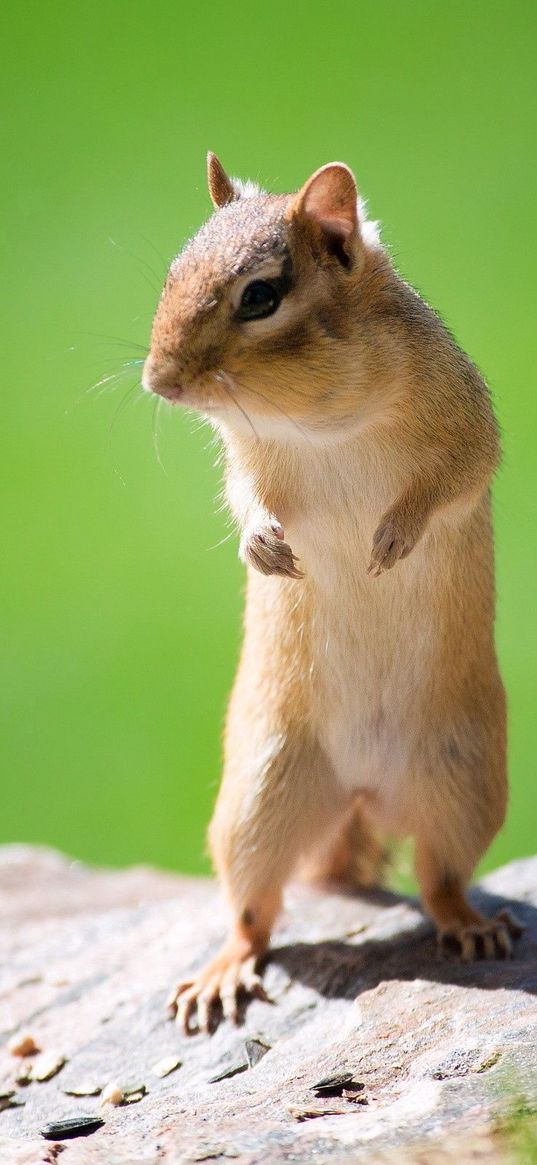 squirrel, animal, stone