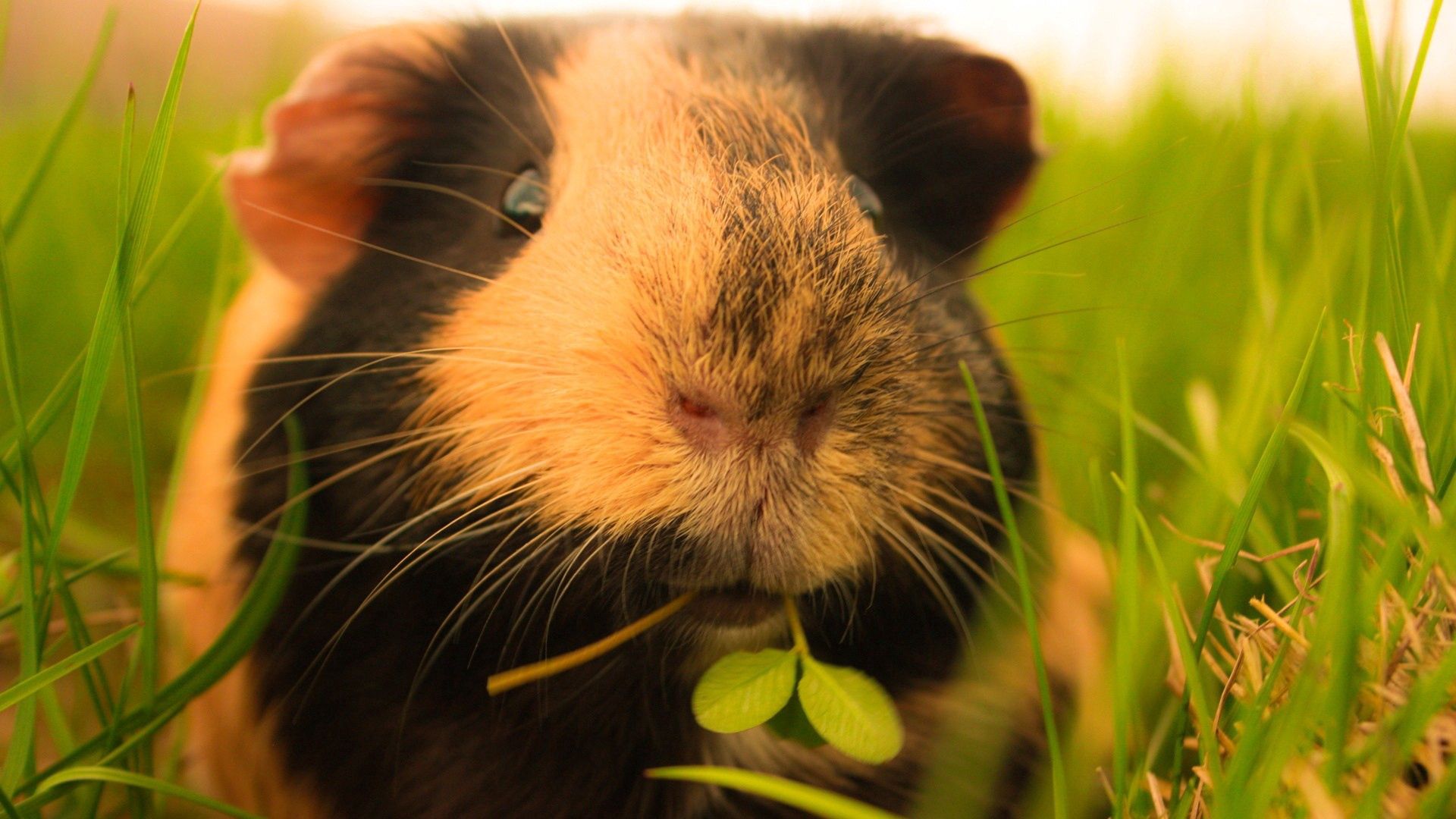 guinea pigs, grass, fluffy