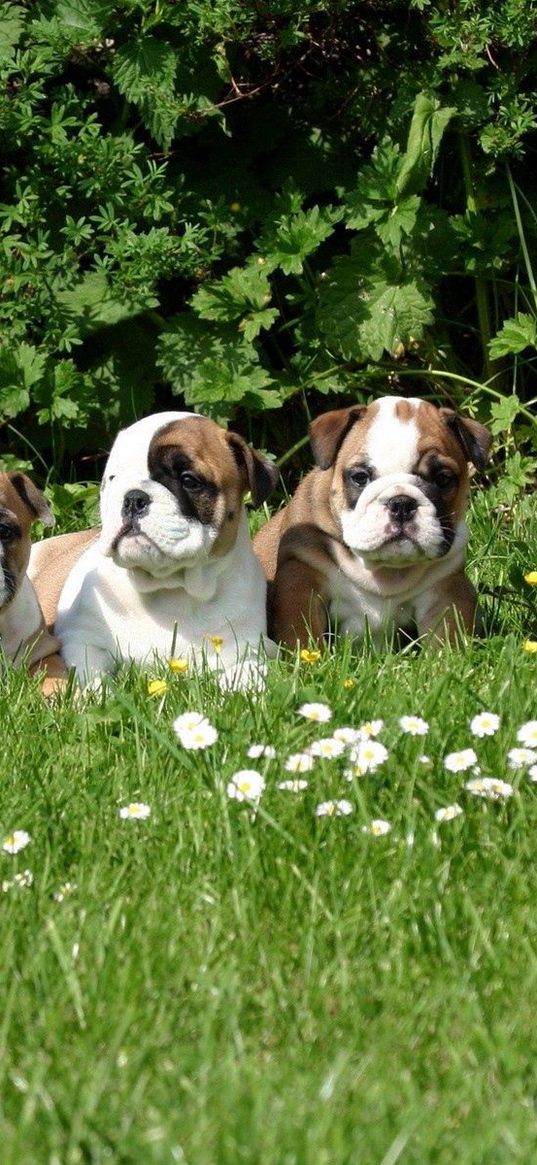 dog, grass, puppies