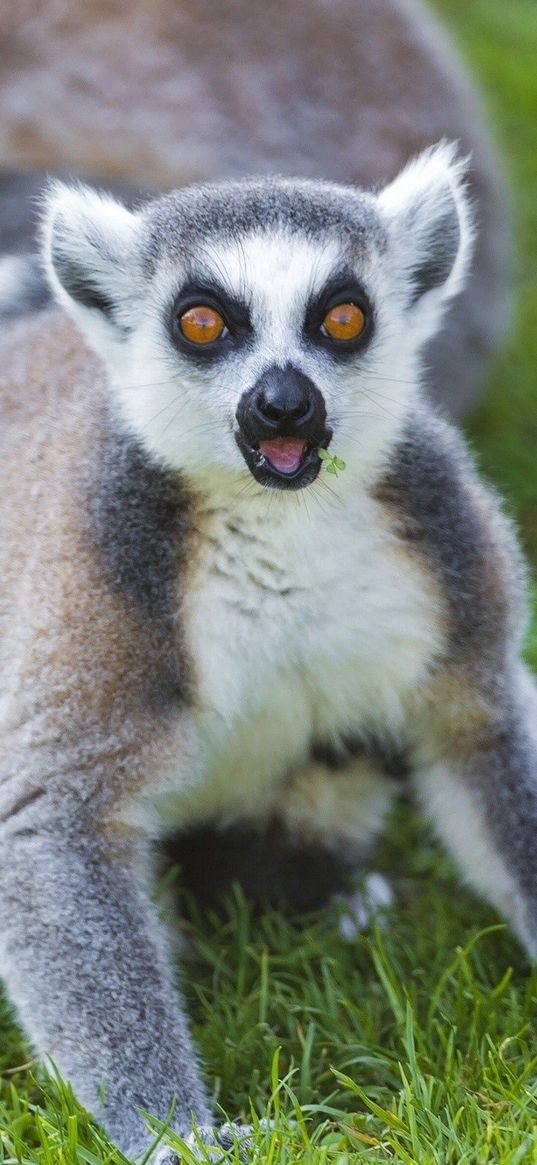 lemur, color, eyes, grass