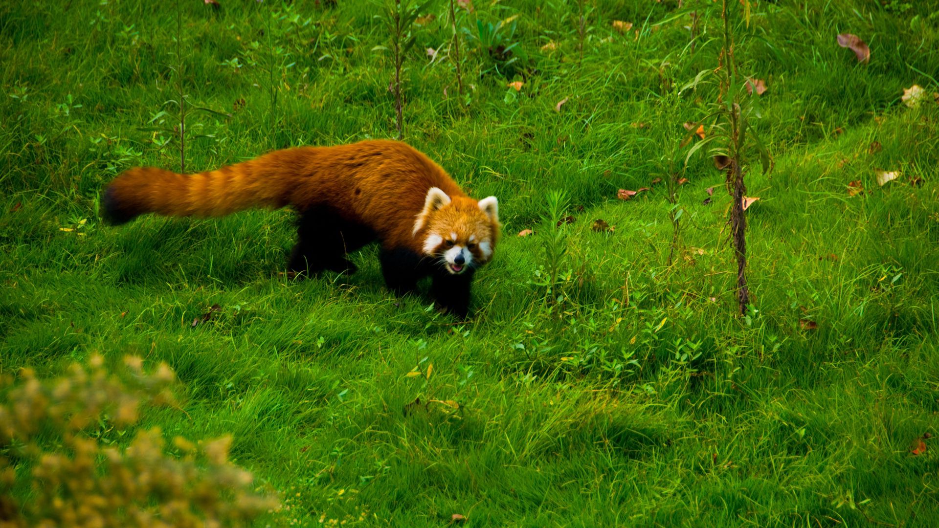 red panda, grass, walk