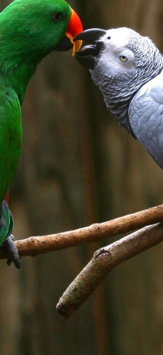 parrot, pair, branch