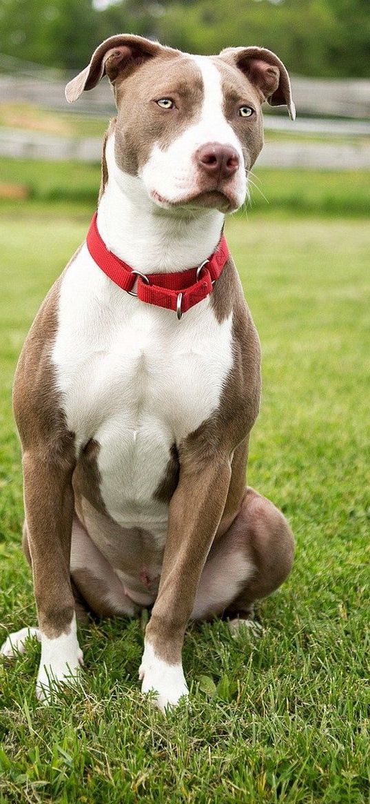 dog, grass, sit, color, spotted