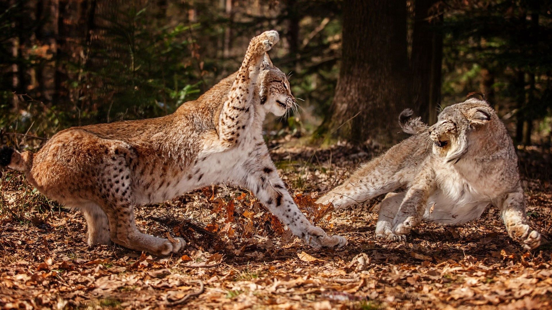 snow leopards, leaves, grass, fight