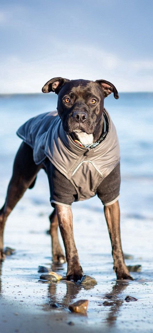 dog, sea, stand, suit