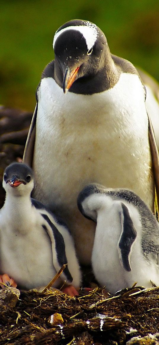 penguin, grass, walking, young