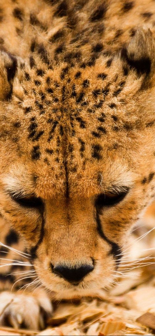 cheetah, wild cat, muzzle