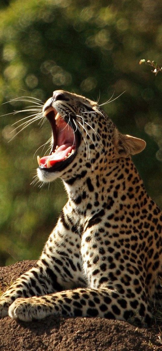 leopard, stones, grass, creek