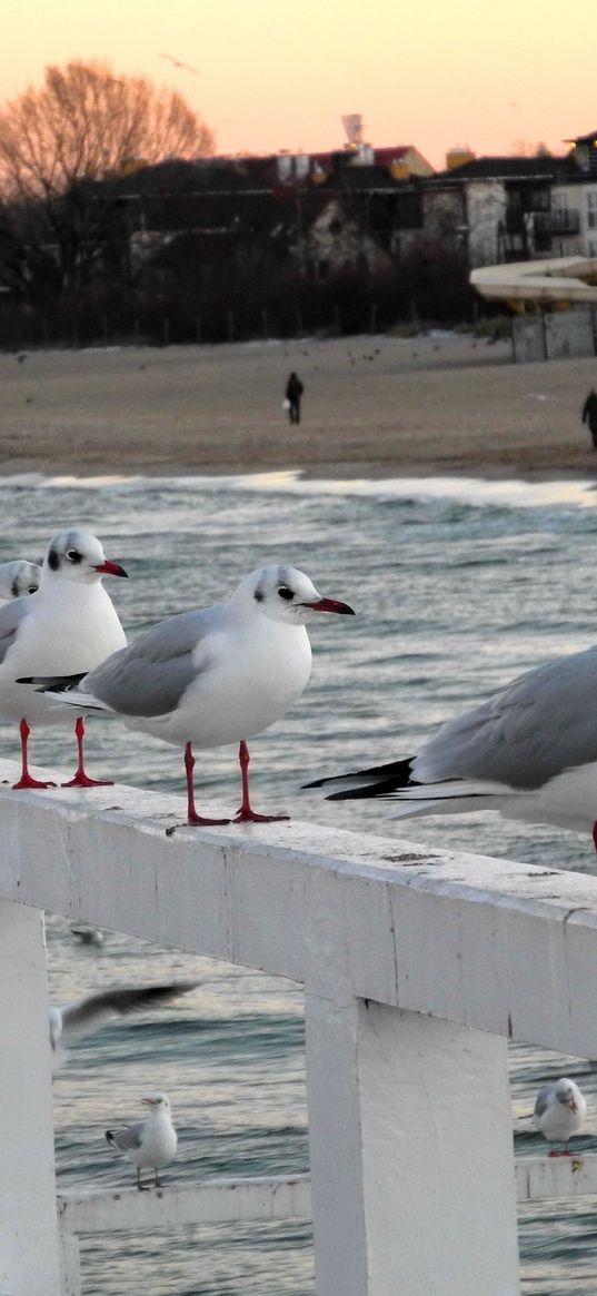 bridge, rail, sea gulls