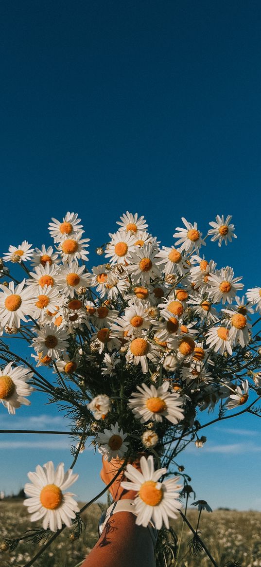 daisies, summer, blue sky, field, bouquet