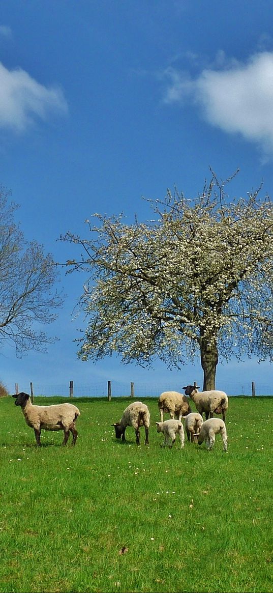 field, trees, sheep, landscape