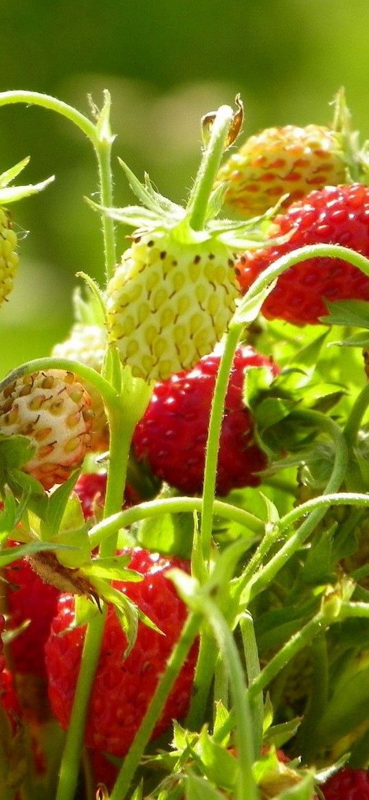 strawberries, food, branch, leaves