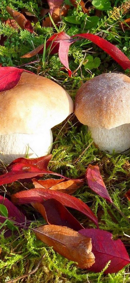 mushrooms, autumn, leaves, grass