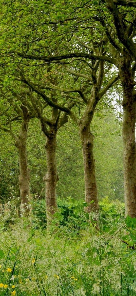 grass, trees, summer, field, beautifully